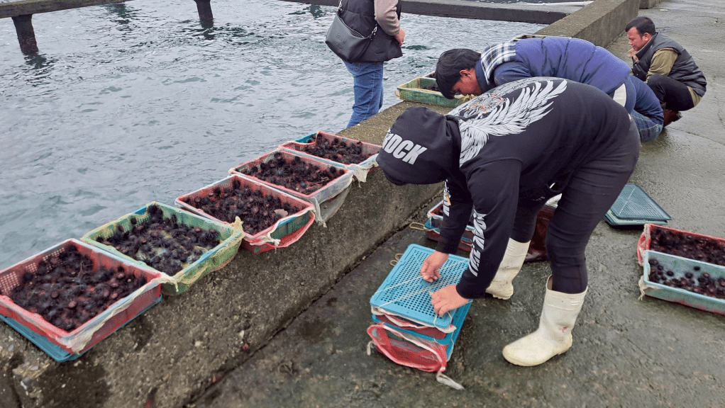 品味東北角海洋珍饈 當季紫海膽正鮮甜